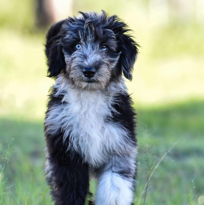 Big Poodle Crossbreed (Bordoodle)