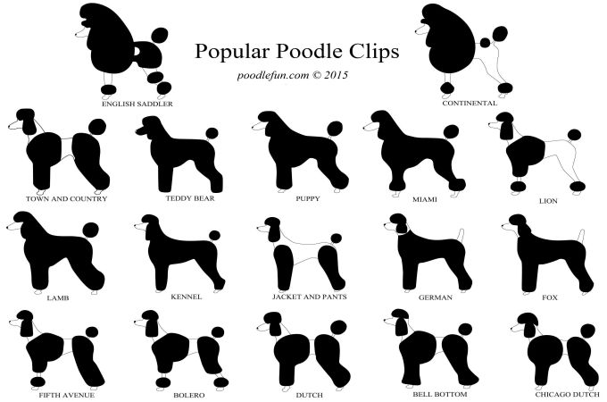 chart of haircuts and clips for poodle