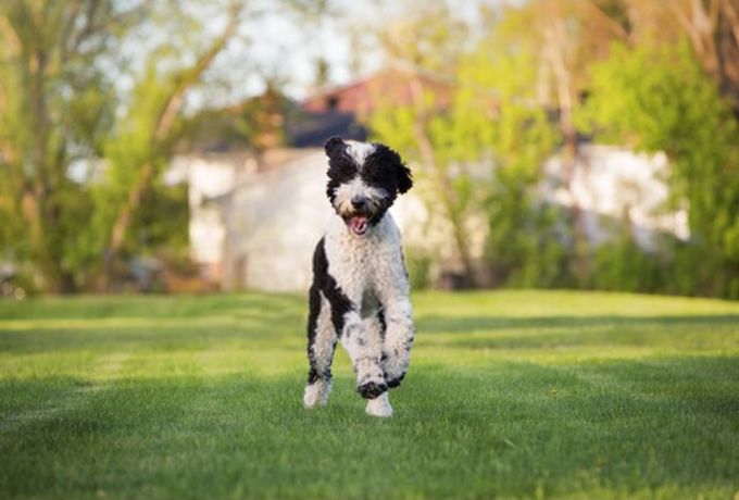 Full Grown Poodle Mix (Sheepadoodle)