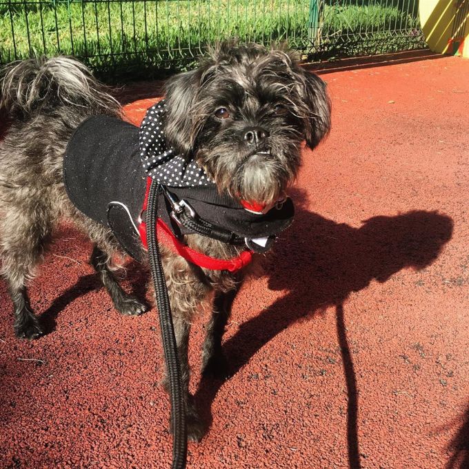 black Poodle and Pug Crossbreed