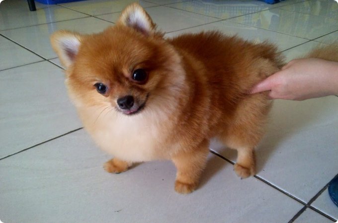 Cute Pomeranian Mix Husky Puppy