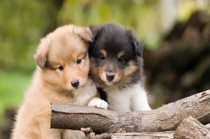 Pomeranian Husky Mix Puppies