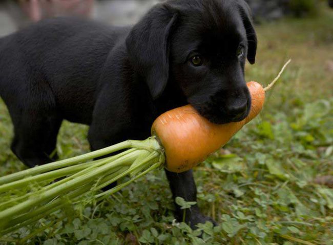 Puppy Eating Carrots