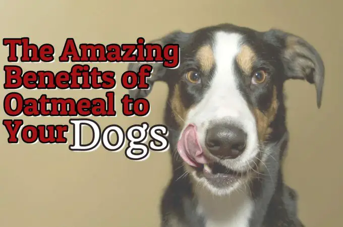 can dogs eat oatmeal guide