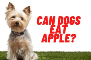 can dogs eat apple guide