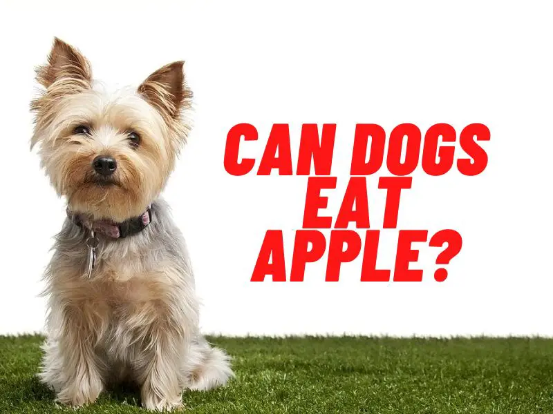 can dogs eat apple guide