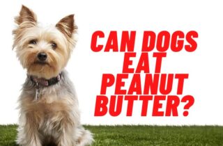 can dogs have peanuts & peanut butter?