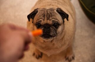 Pug Wants Carrot
