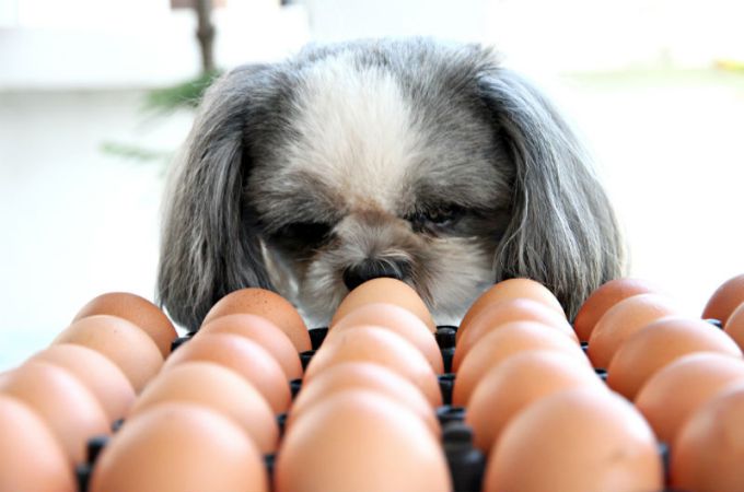 Cute Small Dogs Looking to Organic Eggs