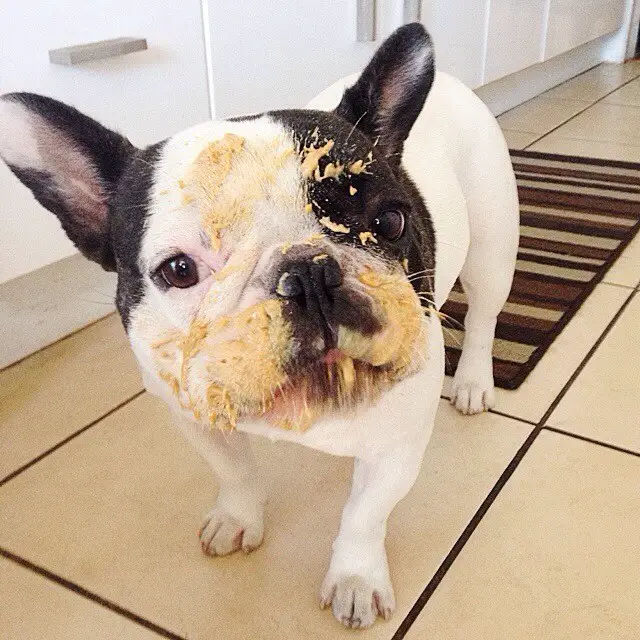 Dog Eating Peanut Butter