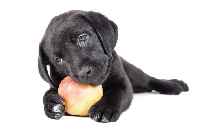 puppy eating fresh apple