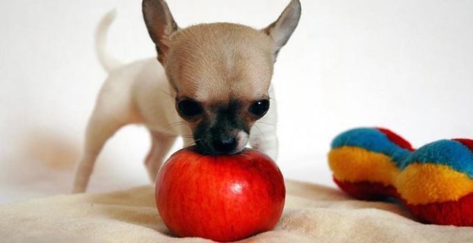 chihuahua eating apple