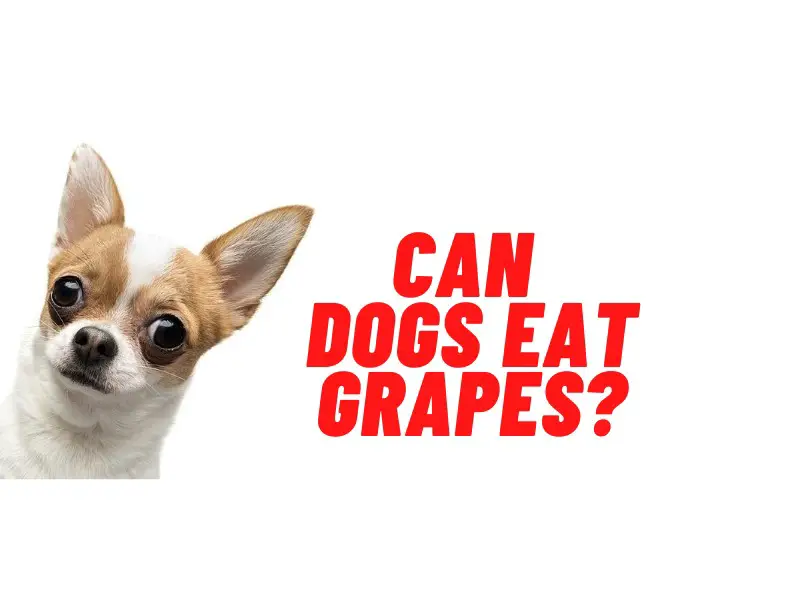 Can dogs eat grapes guide