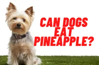 can dogs eat pineapple guide