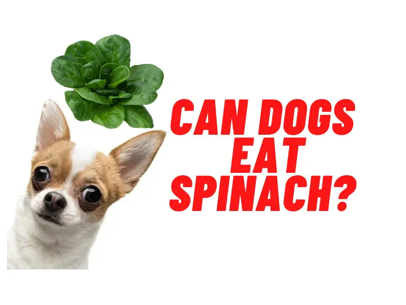 can dogs have spinach