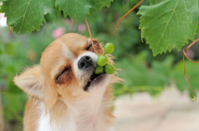 small dog eating green grapes