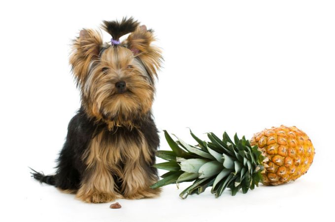 pineapple health benefits for dogs