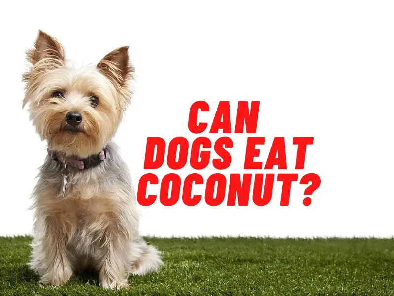 can dogs eat coconut guide