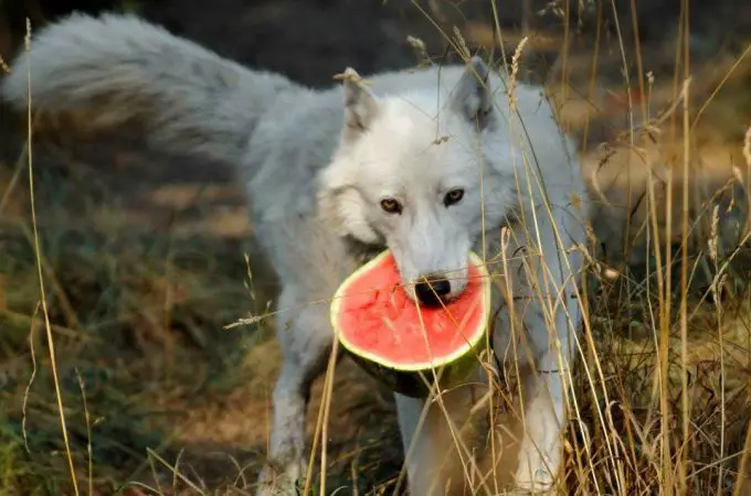 big dog eating watermelon