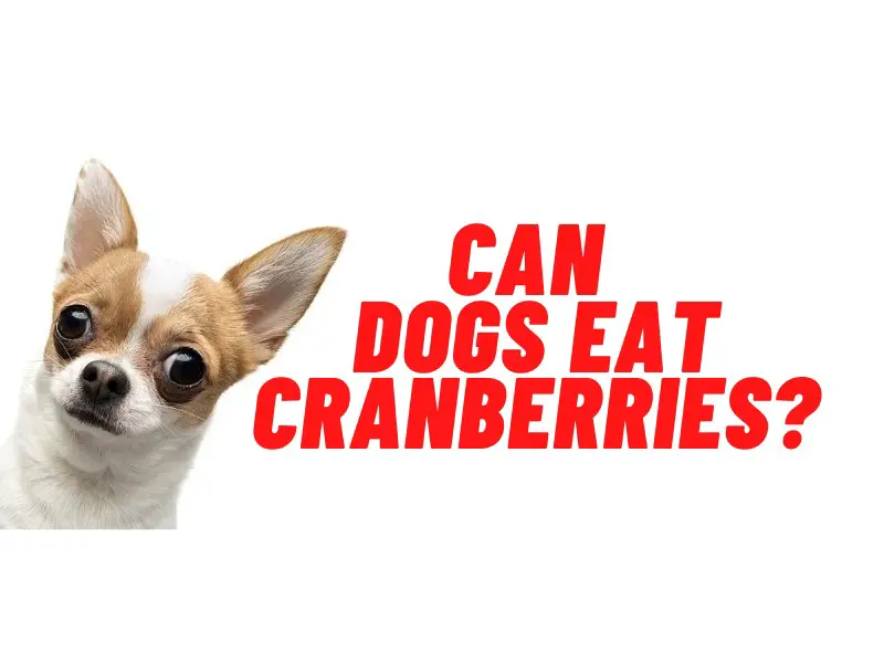 can dogs eat cranberries guide