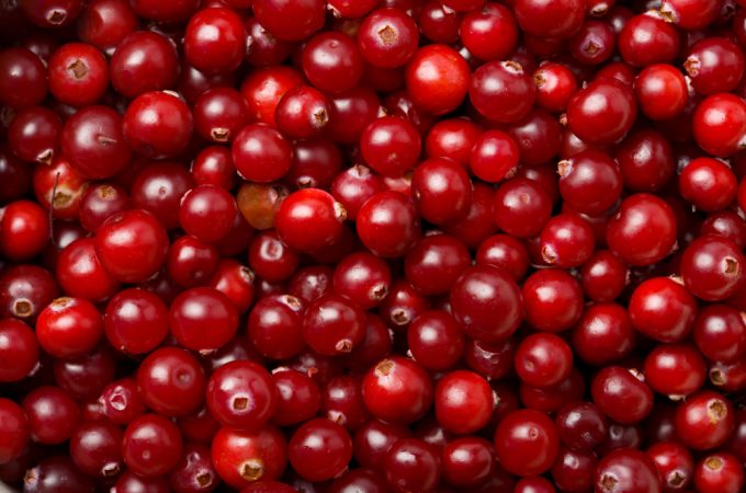 Cranberries For Dogs