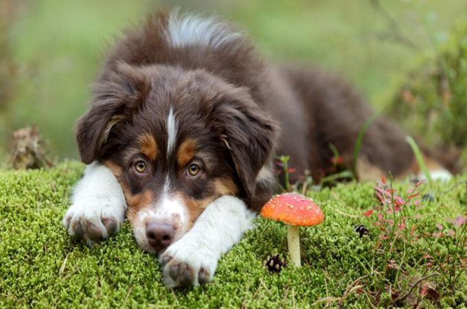 dog and mushroom