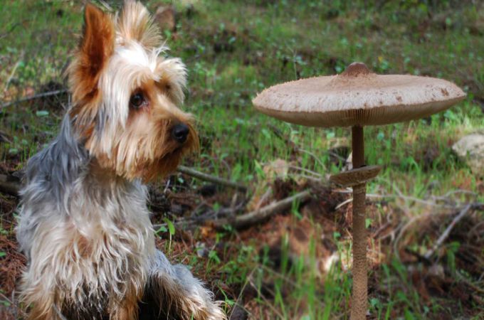 Are Mushrooms safe for dogs?