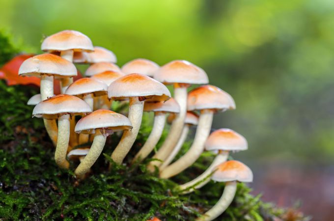 are store bought mushrooms poisonous to dogs