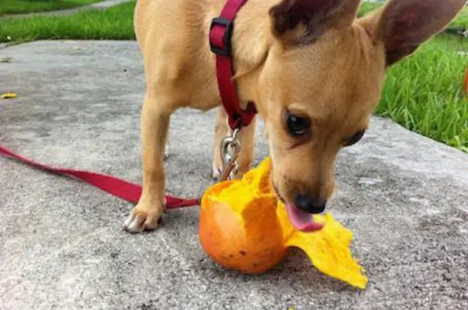 pupppy eating mangoes