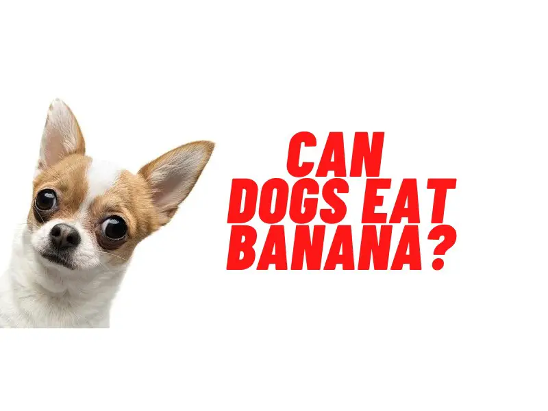can dogs eat banana guide