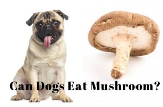can dogs eat mushroom guide