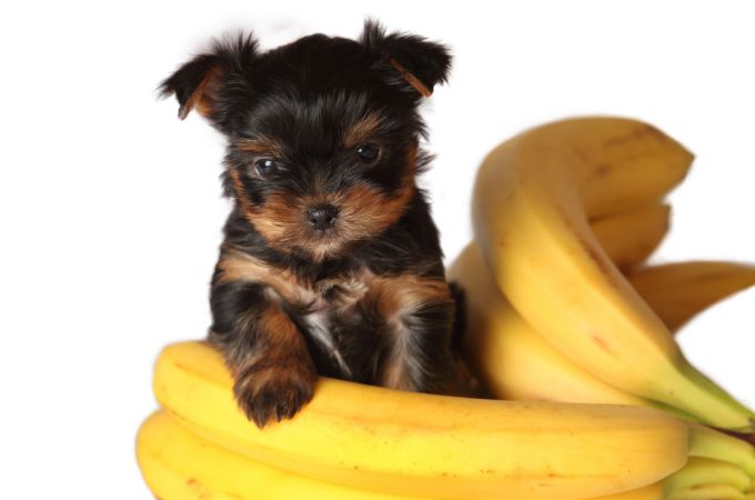 puppy and banana