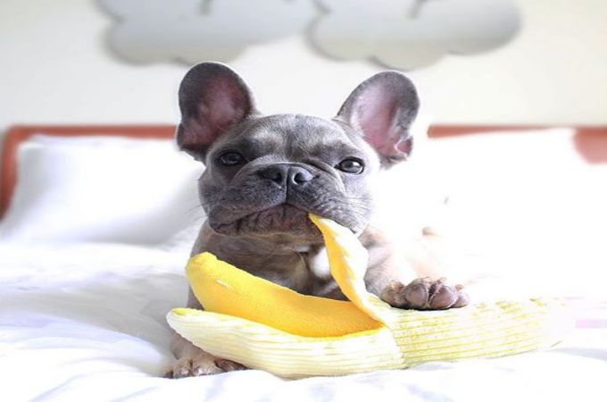 french bulldog eating banana