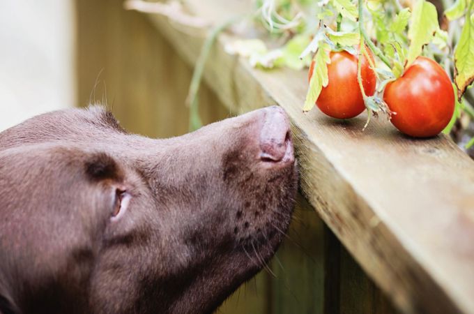 dog smelling tomatoes