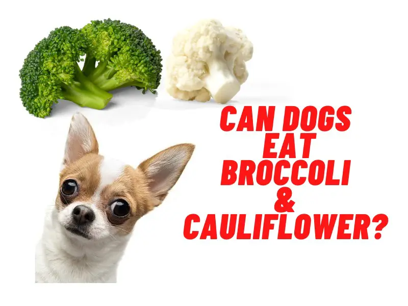 can dogs have broccoli & cauliflower