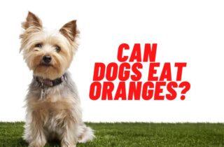 can dogs eat oranges guide
