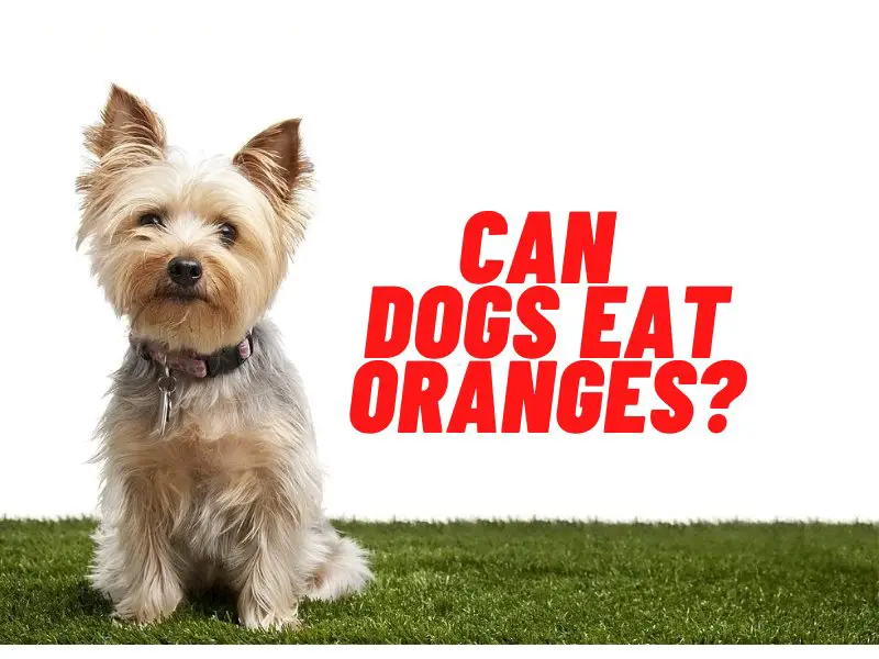 can dogs eat oranges guide