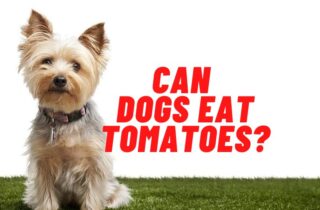 can dogs eat tomatoes guide
