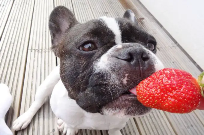 Dogs Eating Strawberry