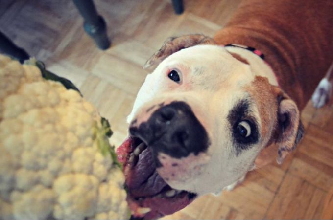 dog want to eat cauliflower