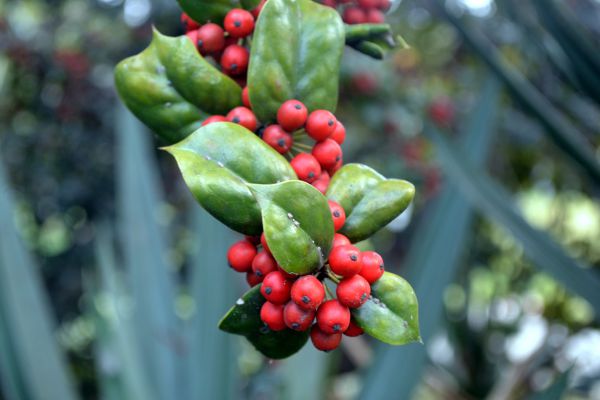 Holly berries