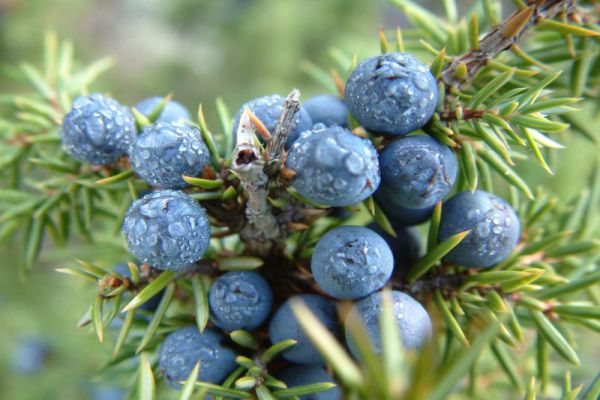 Juniper berries