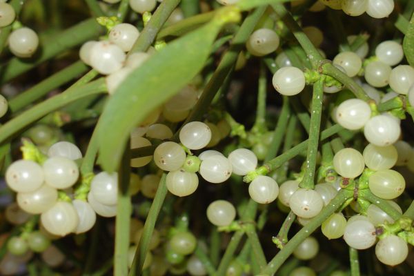 Mistletoe berries