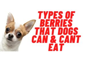 list of berries that dogs can & cant eat