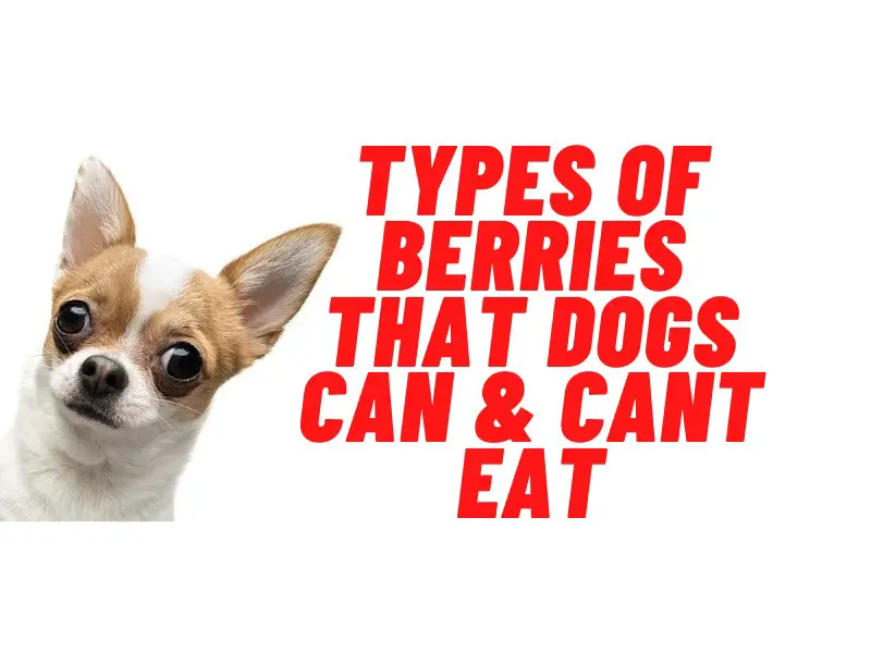 list of berries that dogs can & cant eat