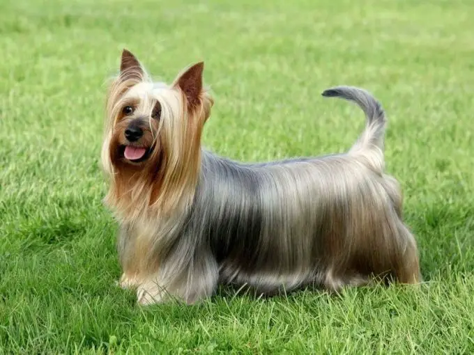 Adorable Australian Silky Terrier