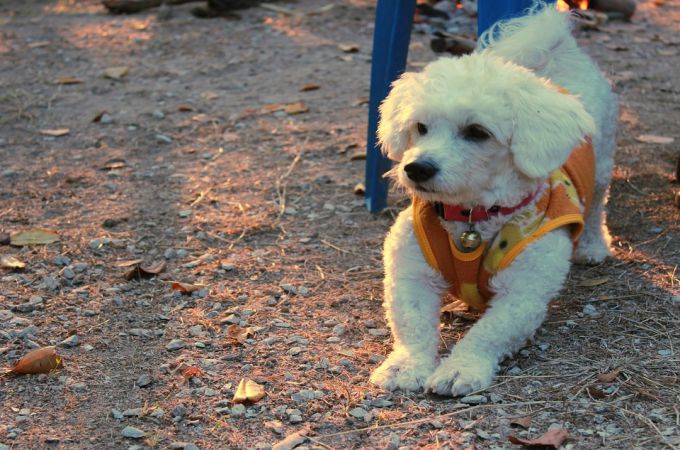 Bichon Frise Playing