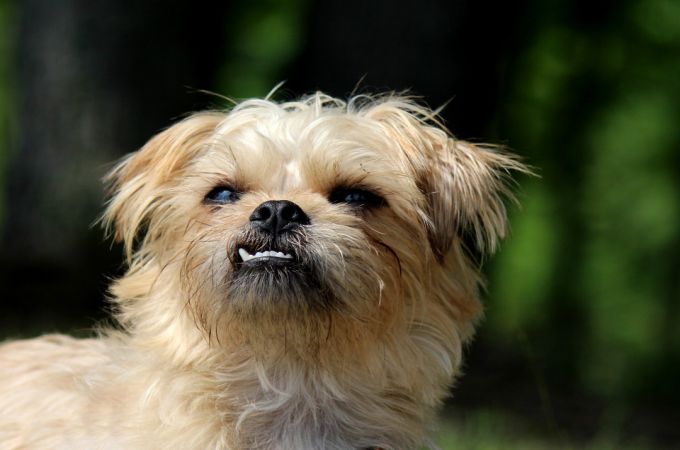 Cute Small Brussels Griffon Smiling