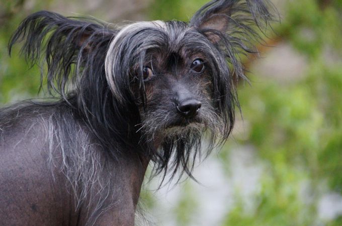 Black n white Chinese Crested dog