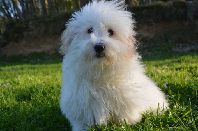 Cute Coton De Tulear Dog that Dont Shed